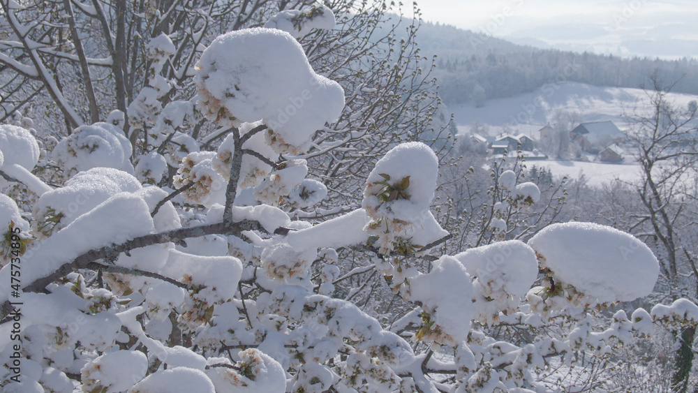 特写，DOF：新鲜的粉雪覆盖着一条开满白花的脆弱树枝。