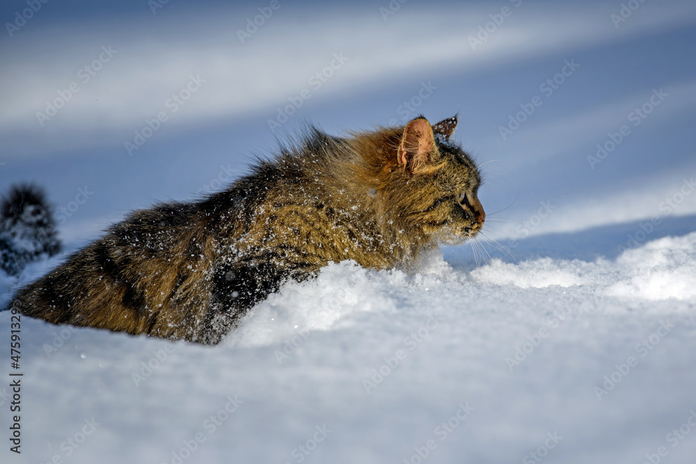 冬天雪地里的猫