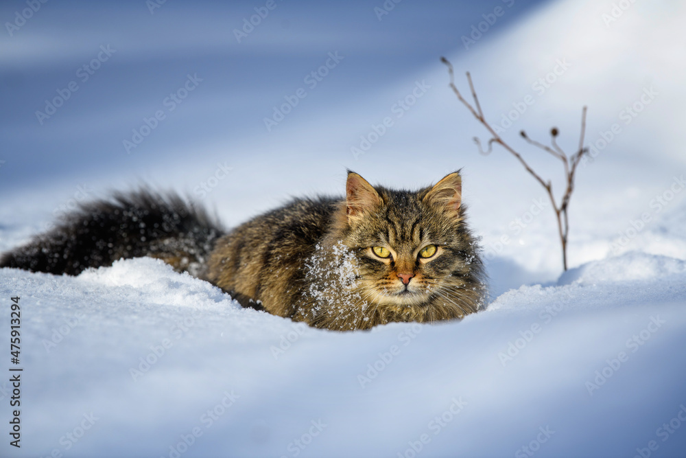 冬天在雪地里散步的猫