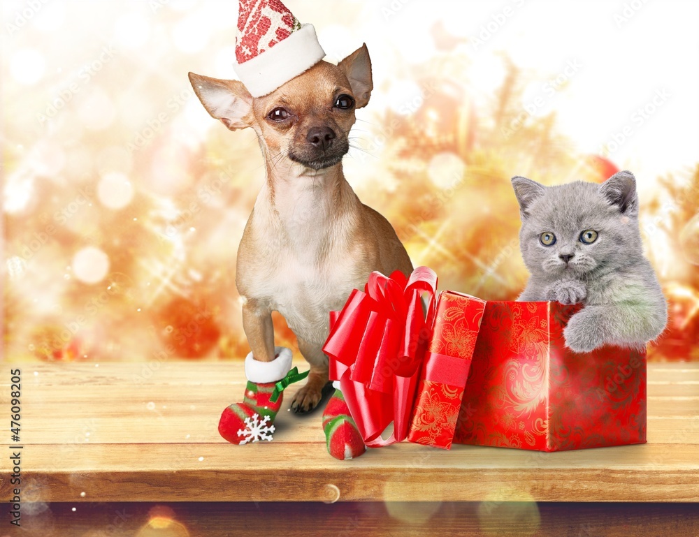 Adorable domestic dog in Santa hat and cat indoors