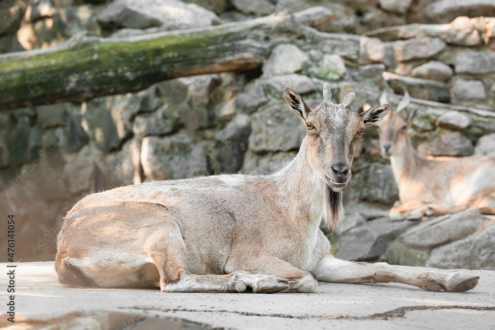 Markhor（Capra fakoneri）在动物园