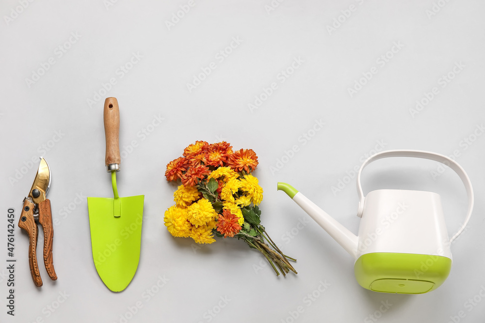 Watering can with beautiful Chrysanthemum flowers and gardening tools on light background