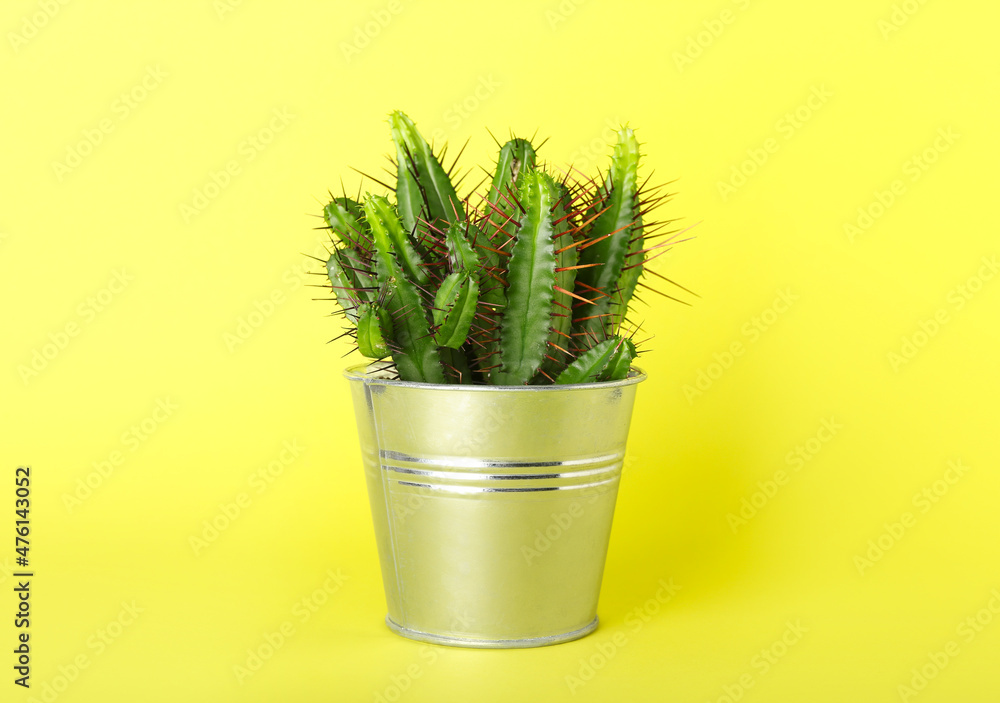 Fresh cactus on color background