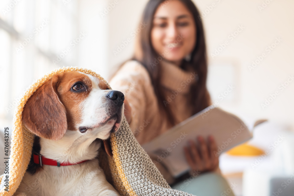 可爱的比格犬，主人在家秋日