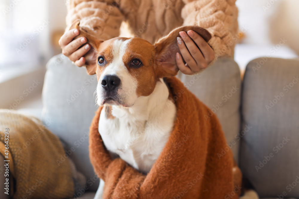 秋天的一天，女人在家里和可爱的小猎犬玩耍