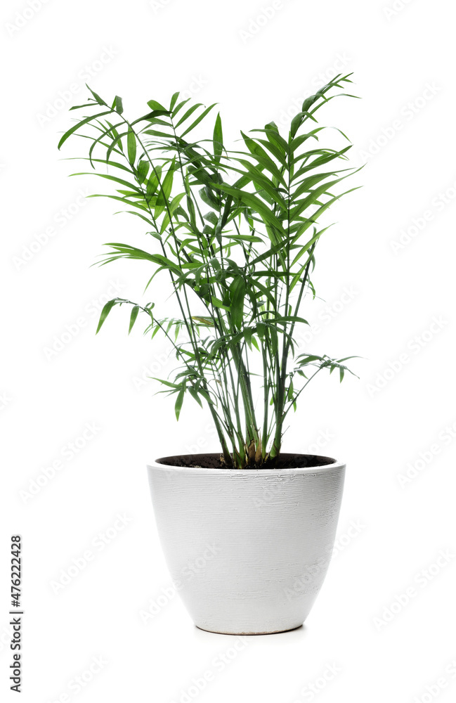 Parlour Palm. Chamaedorea Elegans in pot isolated on white background