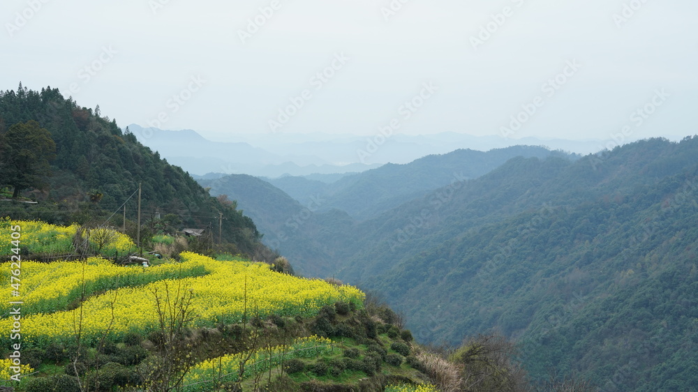 美丽的乡村景色，黄色的油菜花在中国的田野里绽放