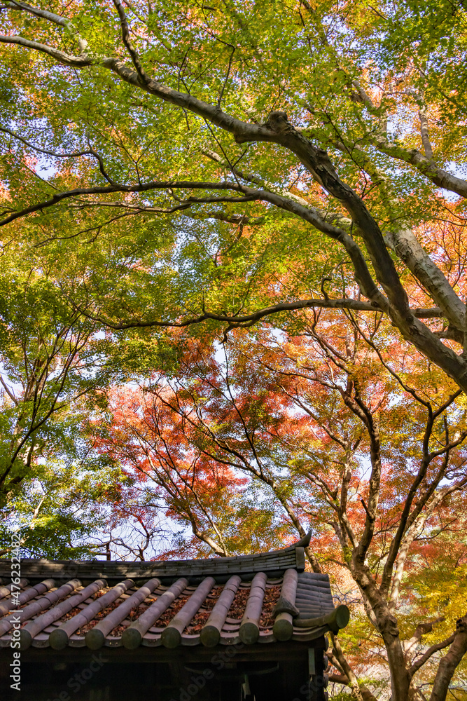 鮮やかな色に紅葉した山の上の木