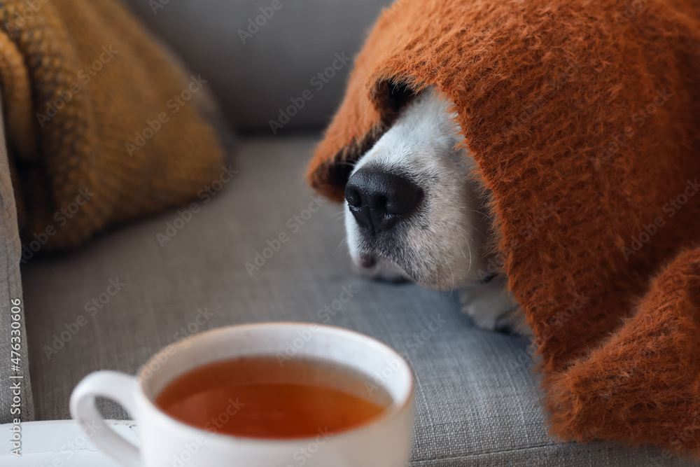 Cute Beagle dog under warm plaid at home on autumn day