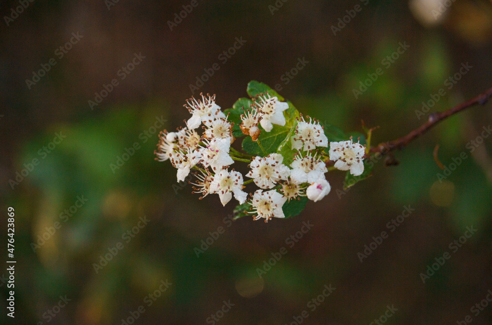 白花