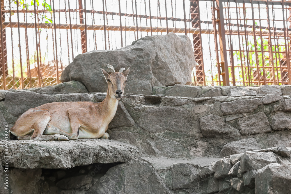 Markhor (Capra fakoneri) in zoological garden