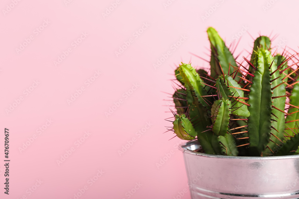 Fresh cactus on color background