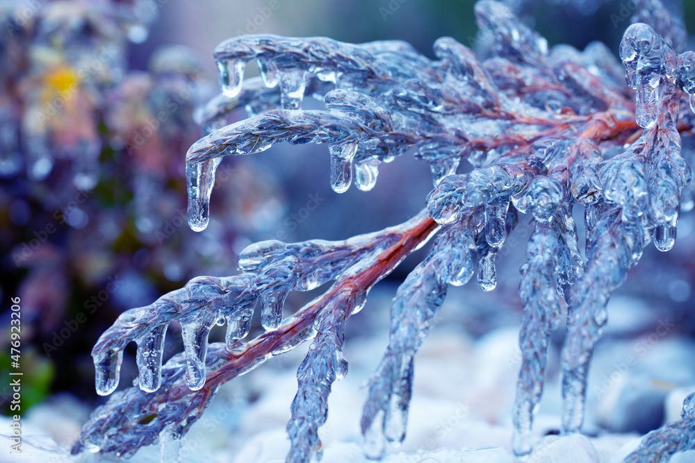 Evergreen plant, juniper covered with frozen drops of water.