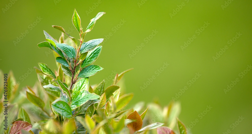 Young green leaves of spirea natural background.