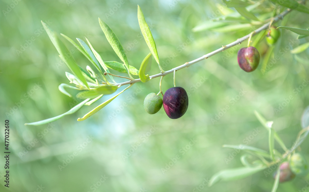 Olive fruits growing on a tree branch, selective focus