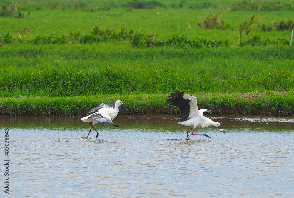 两只东方鹳（Ciconia boyciana）在池塘里觅食，其中一只叼着一条鱼。