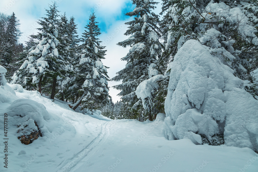 罗马尼亚喀尔巴阡山，白雪皑皑的松树，令人惊叹的冬季景观