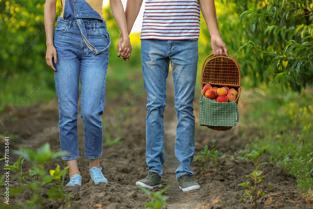 Young couple holding wicker basket with sweet peaches in garden