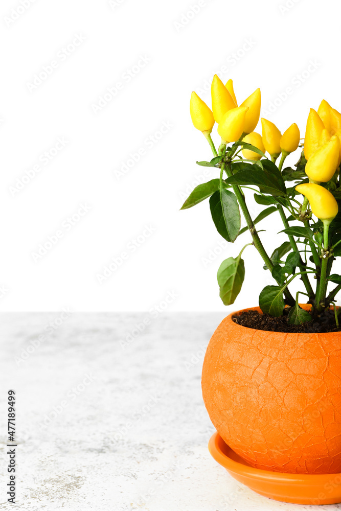 Pepper tree in pot on table, closeup