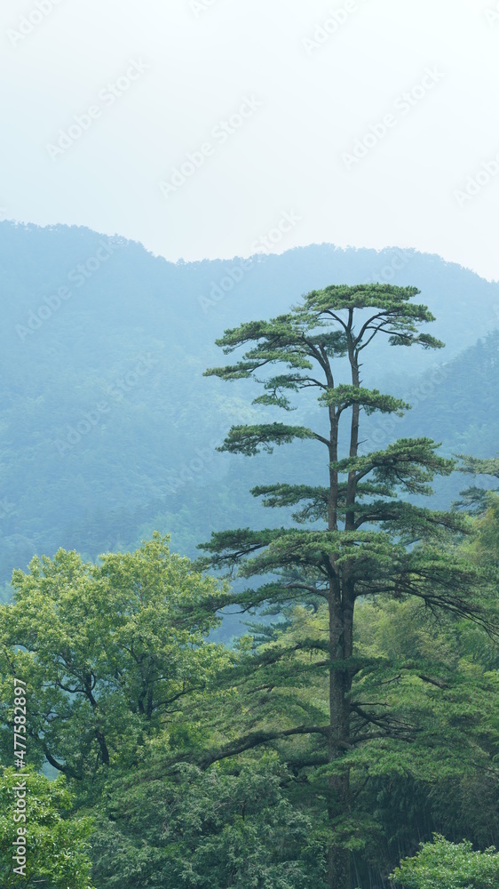 以美国绿色森林和小村庄为背景的美丽山区景观