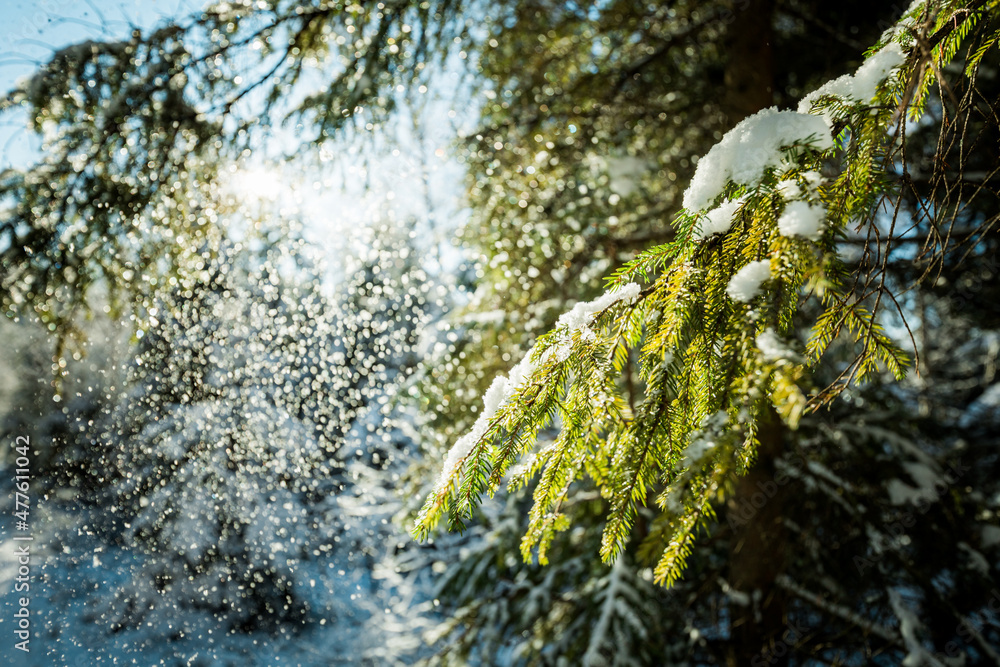 波兰别斯基迪森林冬季雪景下的树木