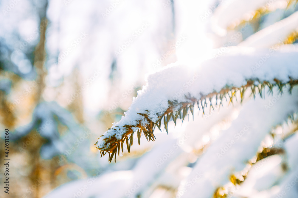 冬季积雪下的树枝特写