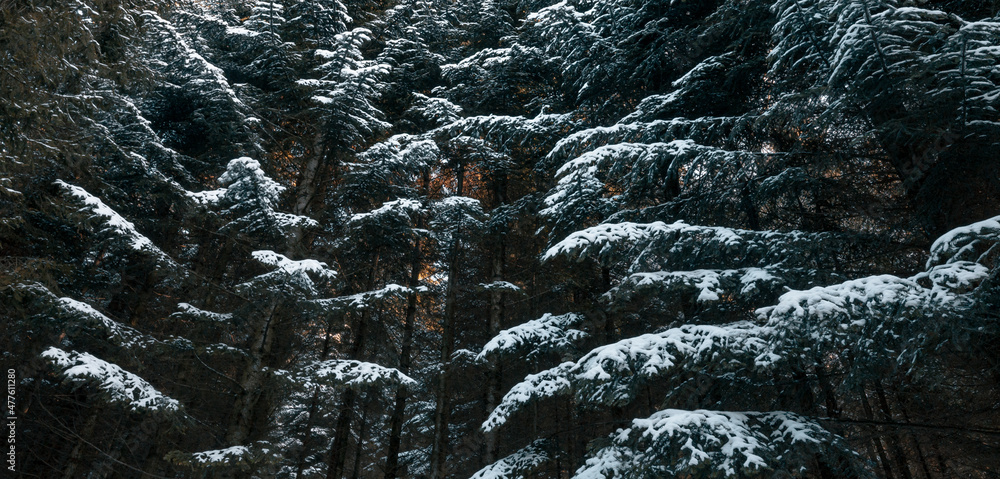 森林中大雪覆盖的雄伟云杉树