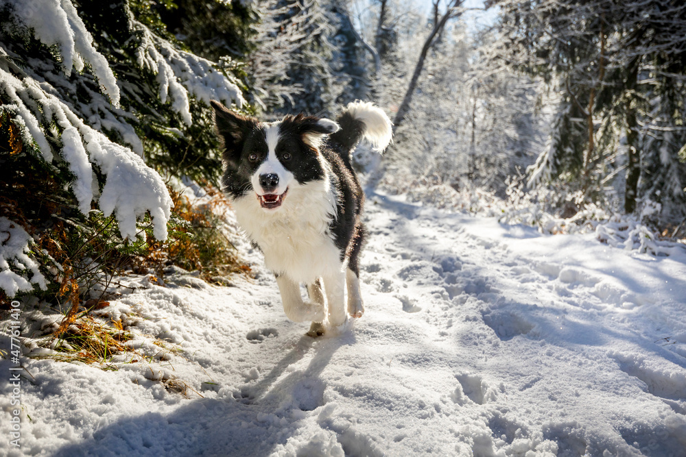 Happy dog runs over snowy field in the winter forest