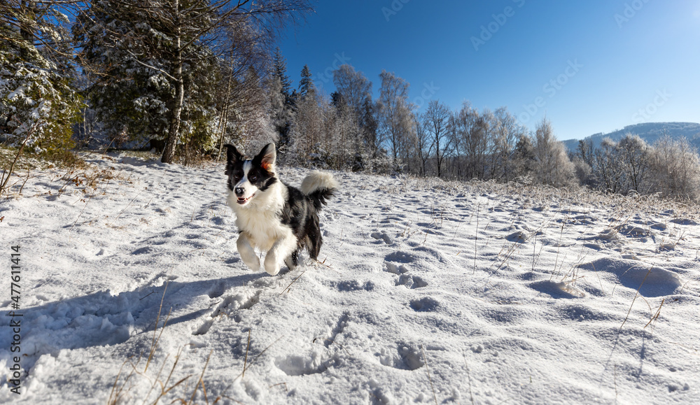 快乐的小狗在冬季森林的雪地上奔跑