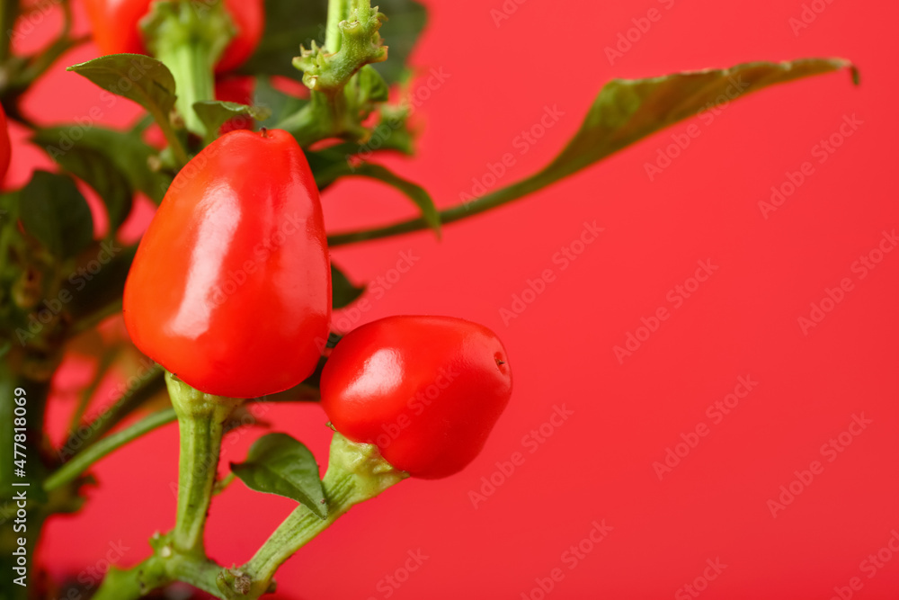 Pepper tree on red background, closeup