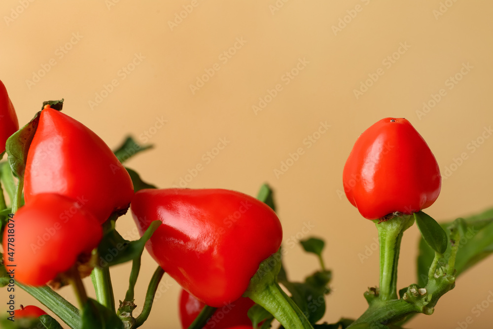 Pepper tree on beige background, closeup