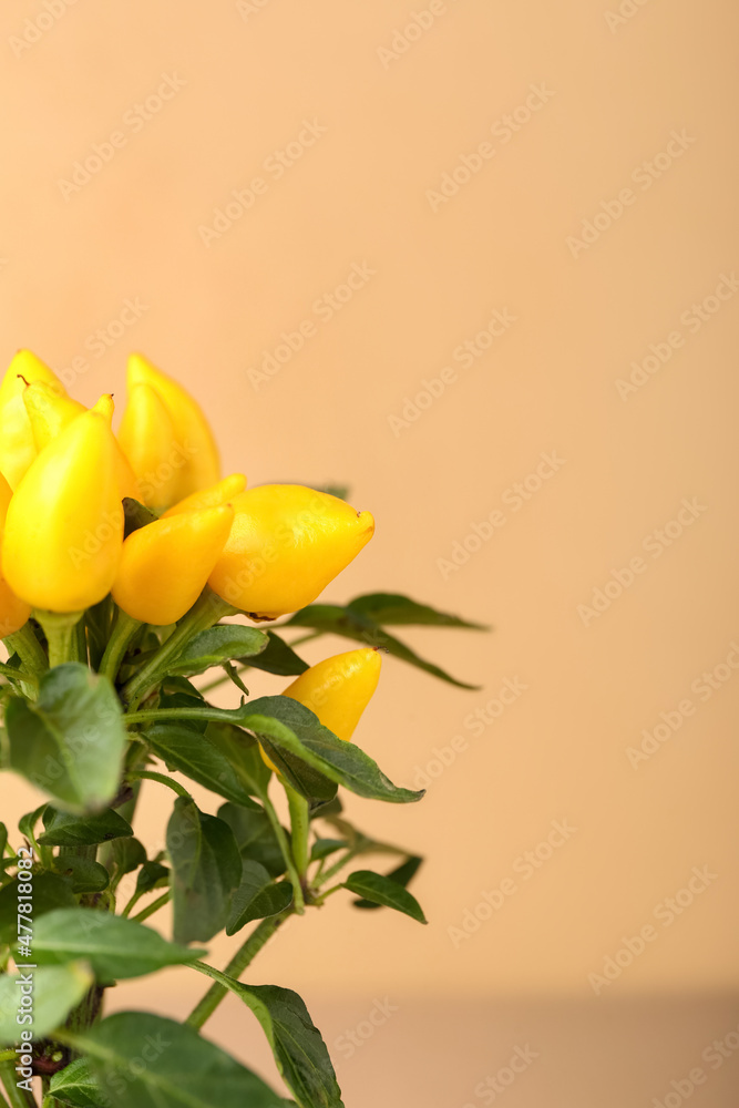 Pepper tree on beige background, closeup