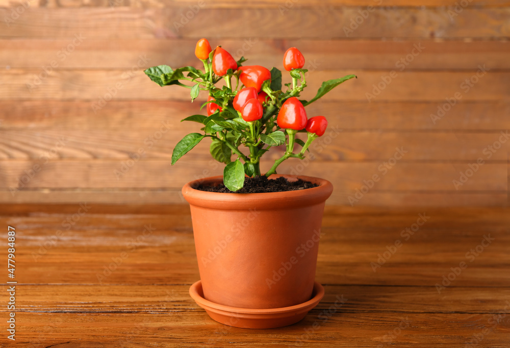 Pepper tree in pot on wooden background