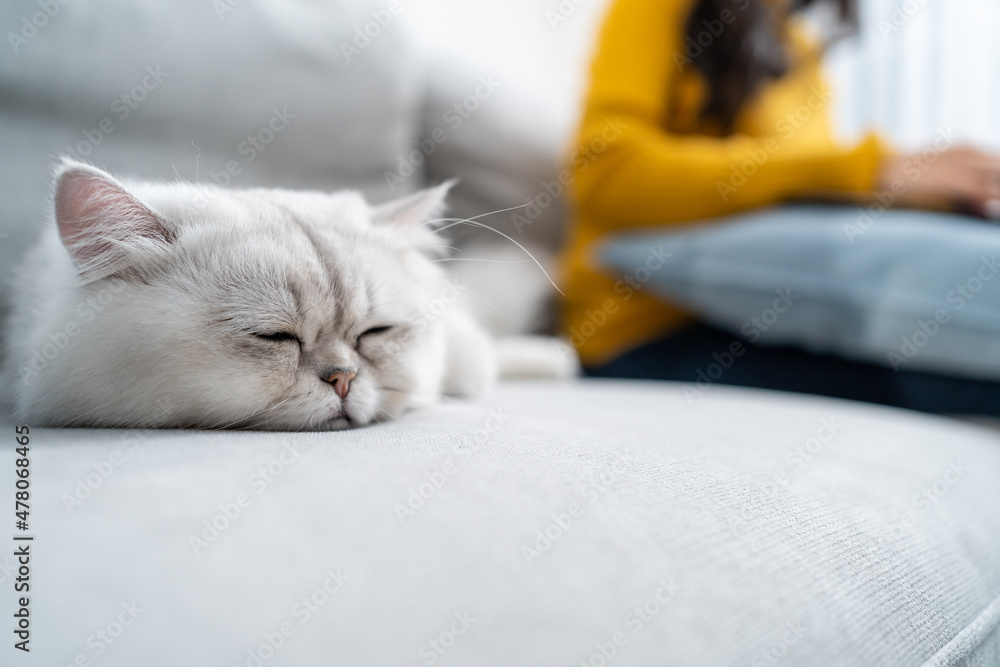 亚洲女人待在家里和小猫在一起的特写。