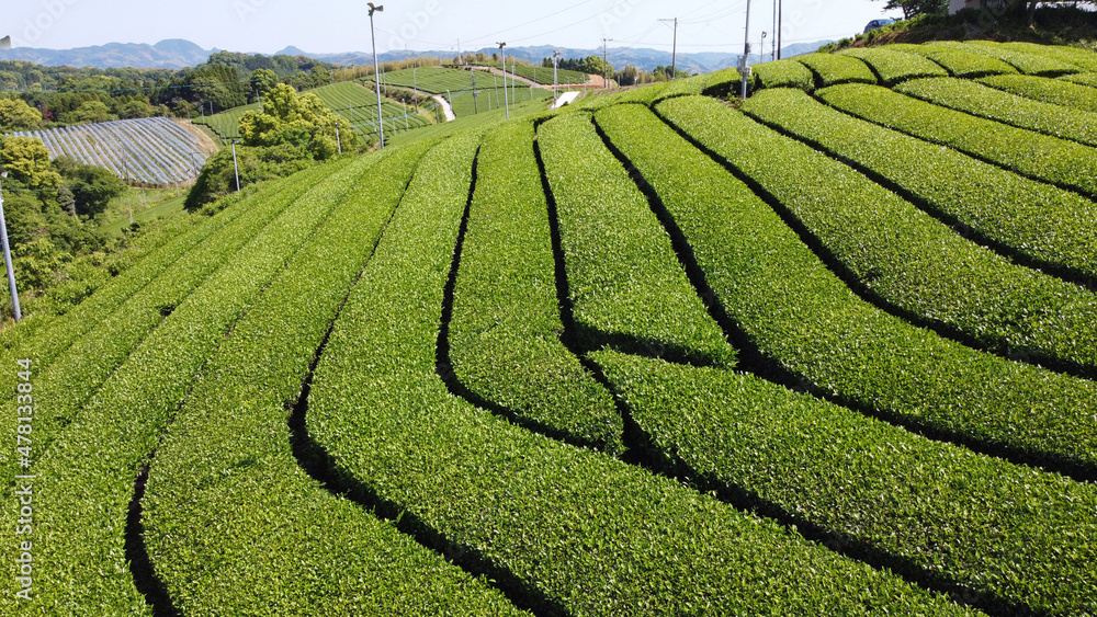 八女中央大茶園のドローン空撮