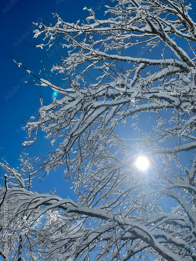 垂直：明亮的冬日阳光照在一棵被新鲜雪覆盖的树上。