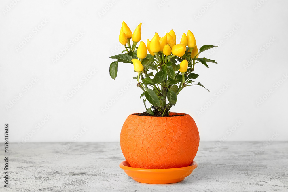 Pepper tree in pot on table