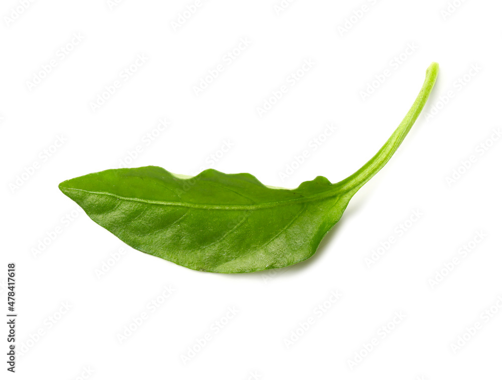 Pepper leaf on white background