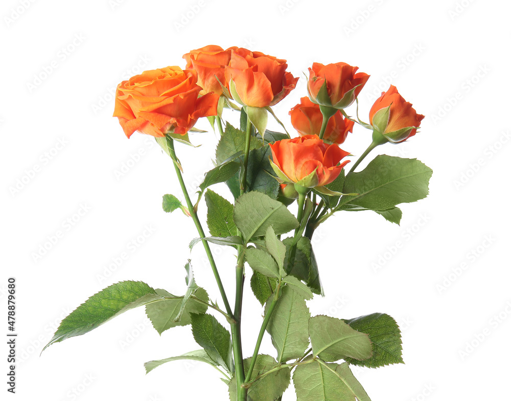 Beautiful orange roses on white background