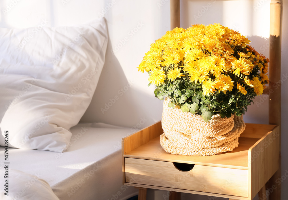 Beautiful Chrysanthemum flowers on bedside table in light room