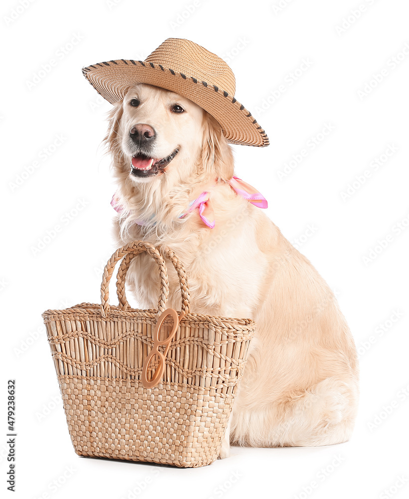 Stylish dog on white background