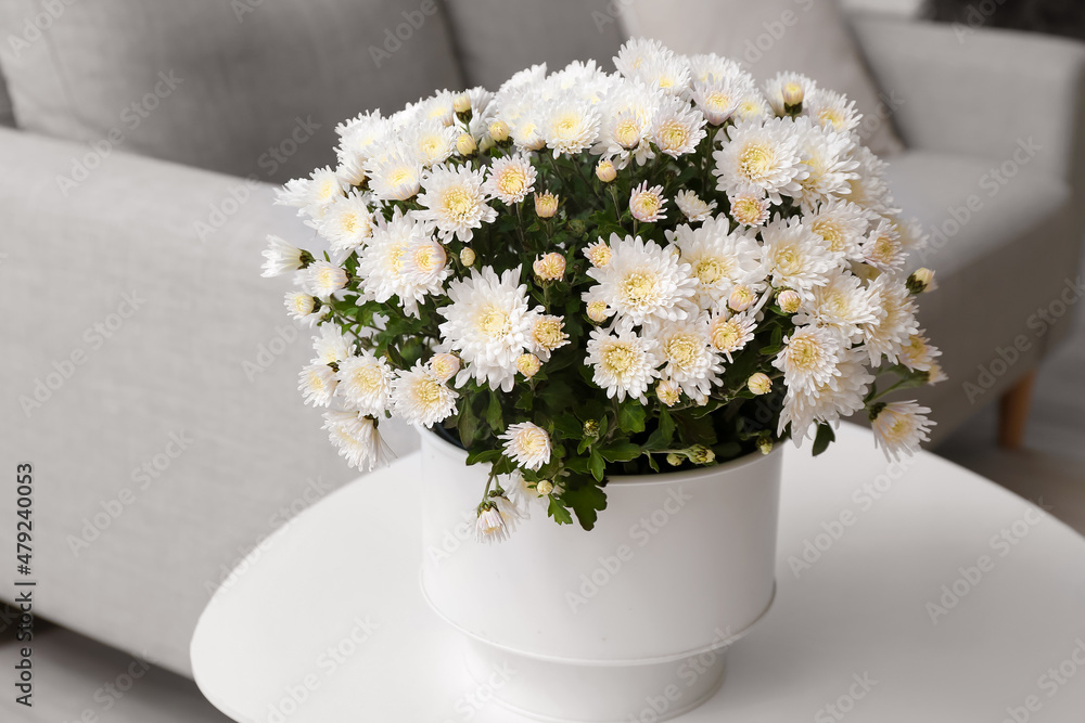 Beautiful white Chrysanthemum flowers on table in room