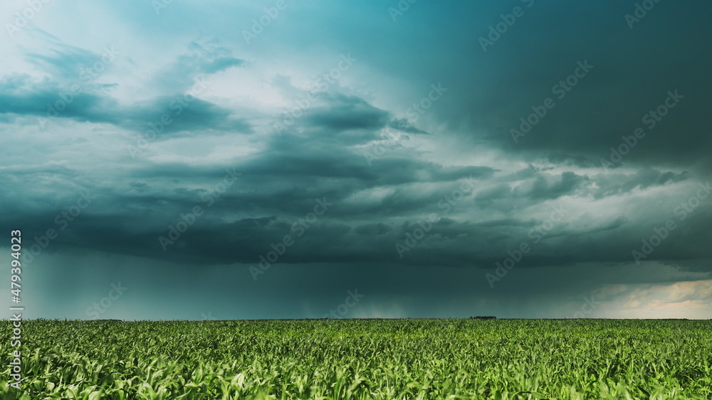 多云多雨的天空。雨天乌云密布的戏剧性天空。夏季玉米穗上方的风暴和云层