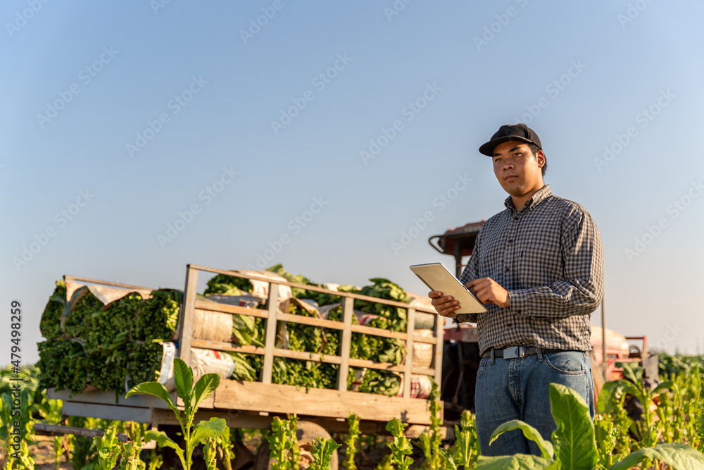 Agriculture, Farmer holding a tablet sees the future of utilizing the Internet to improve the produc