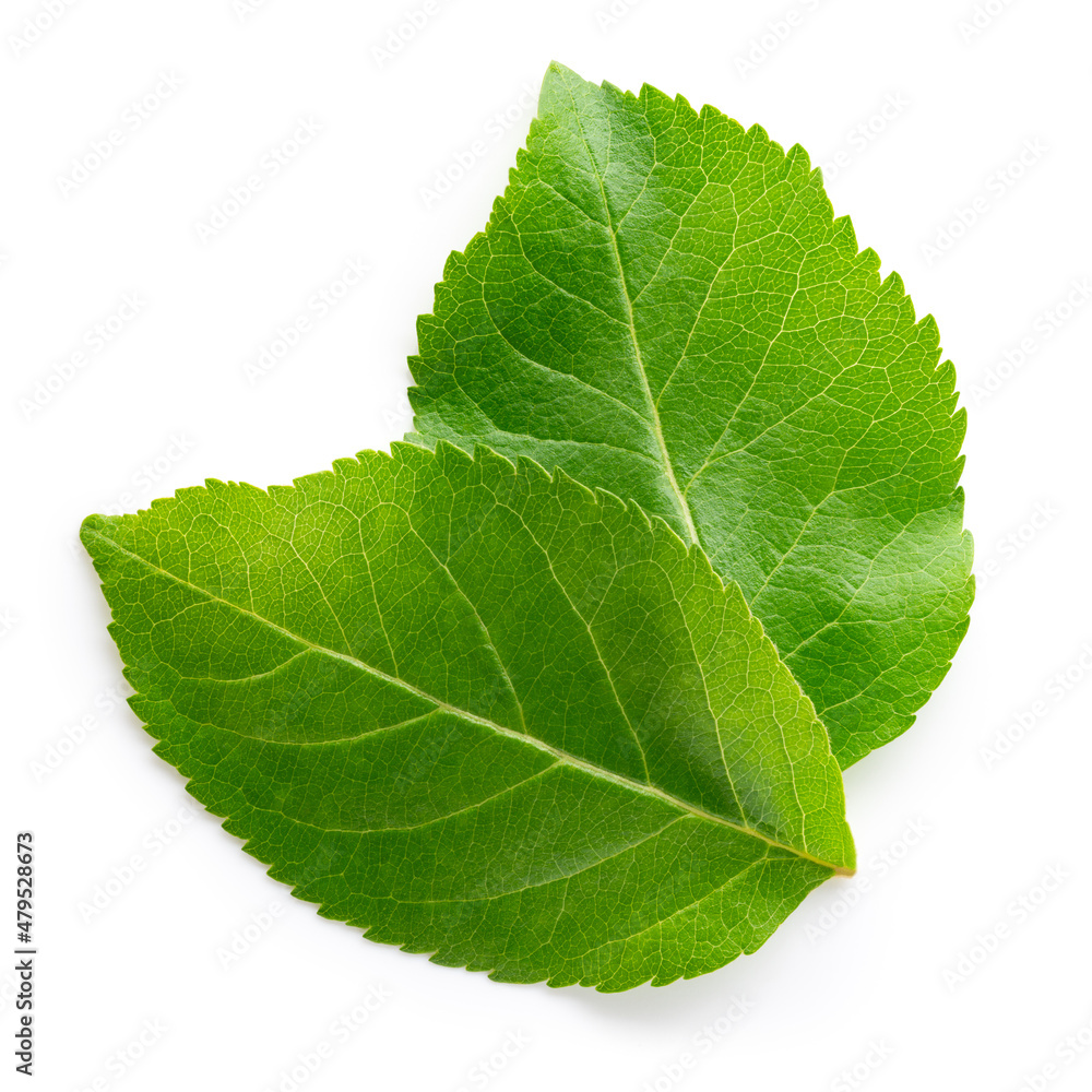 Apple leaf isolated. Apple leaves on white. Two green fruit leaves. Full depth of field.