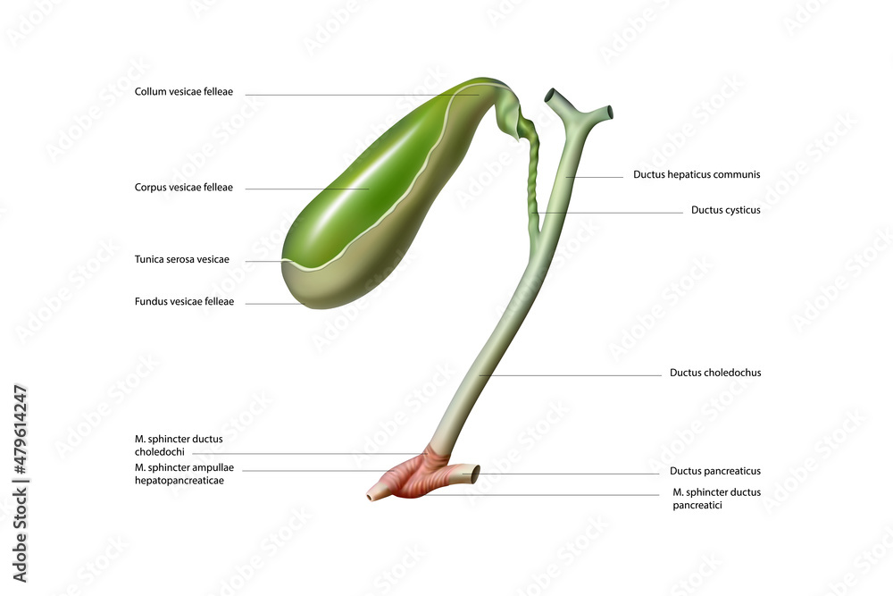 胆囊和胆管的结构。矢量图