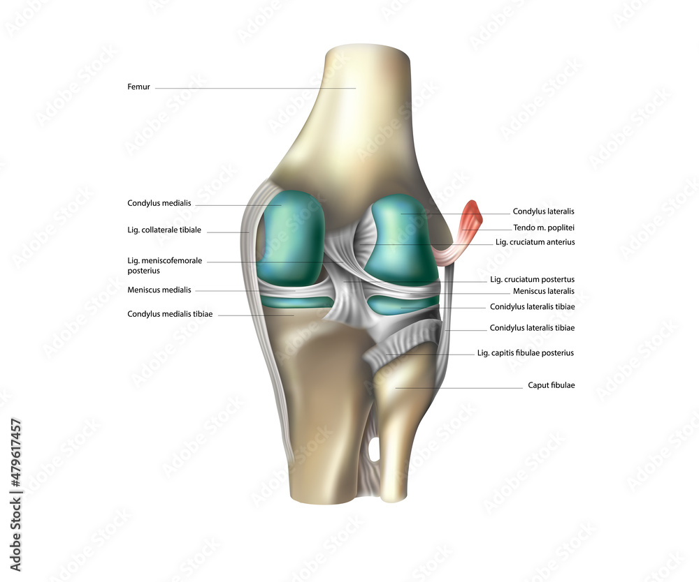 白色背景下的膝关节，背面视图。矢量插图
