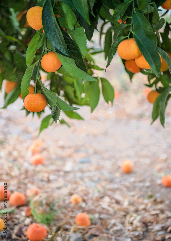 Ripe mandarin oranges on a branch and lying on a ground in citrus orchard, vertical shot