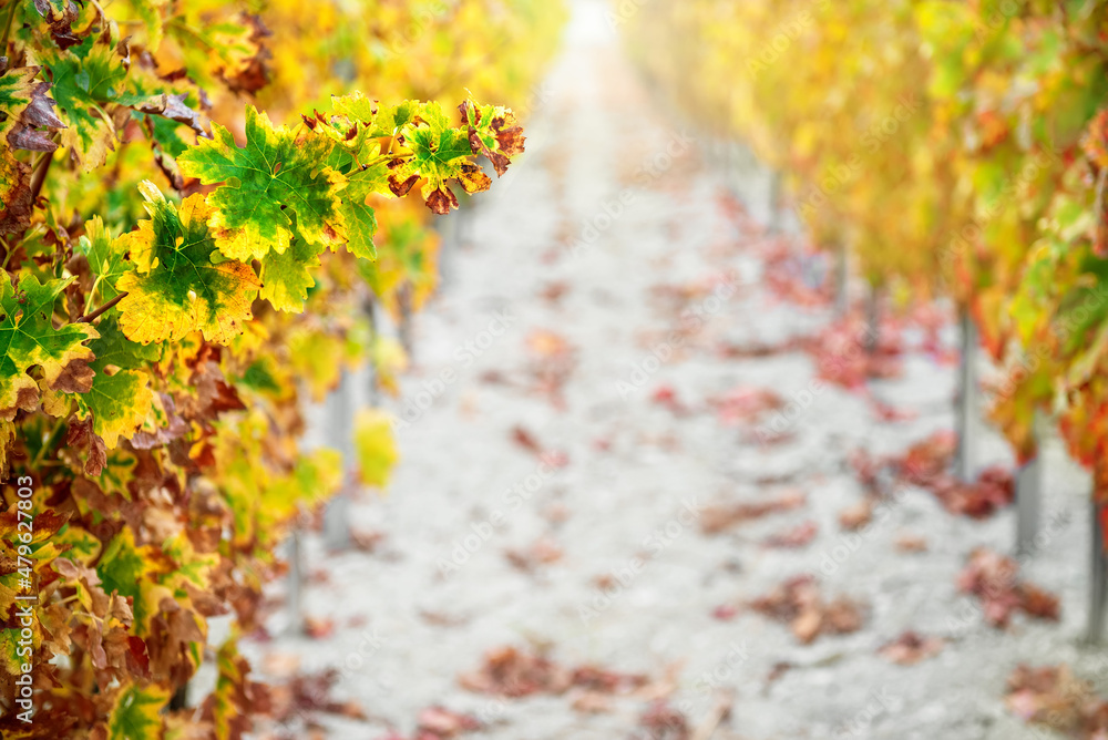 Vineyard background in autumn with colorful yellow leaves 