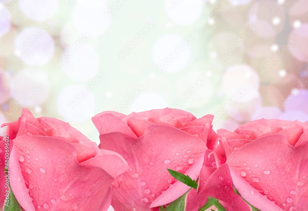 Blurred background with fresh roses for wallpaper, wedding card,